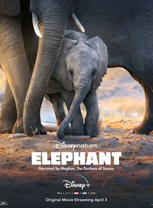 Eléphants