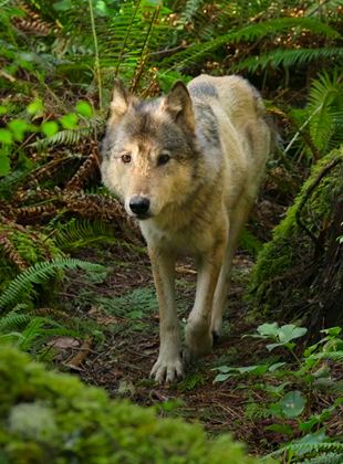 Bienvenue sur l’île des loups